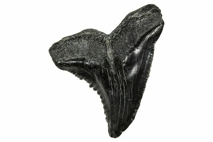 Snaggletooth Shark (Hemipristis) Tooth - South Carolina #359089